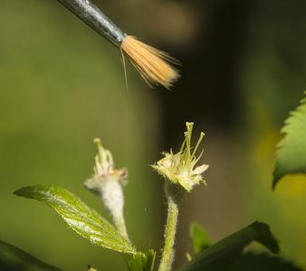 Cross pollination of apple flower