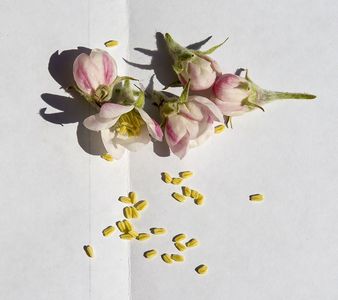 Collection of pollen from apple flowers