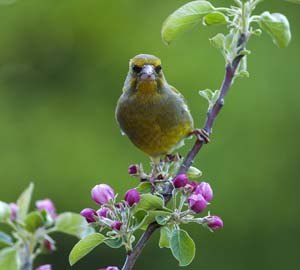 Greenfinch in flowering apple tree