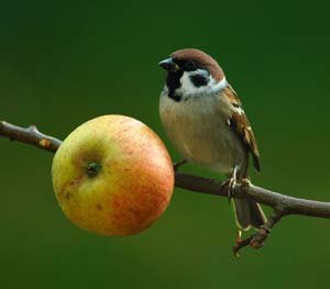 Eurasian Tree Sparrow with Cox Orange apple