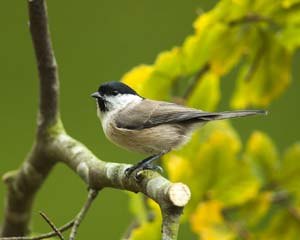 Marsh Tit on branch