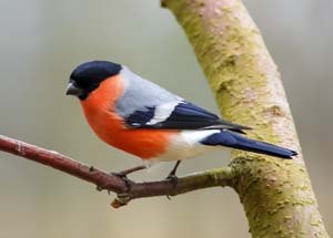 Bullfinch on the branch