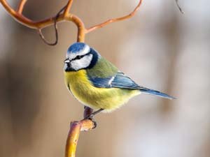 Blue Tit on willow branch