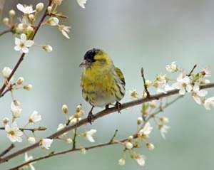 Siskin in blooming cherry tree