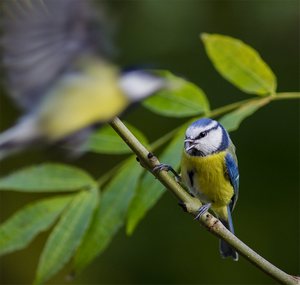 Blue Tit feel threatened