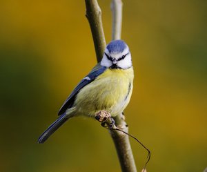 Blue Tit in autumn
