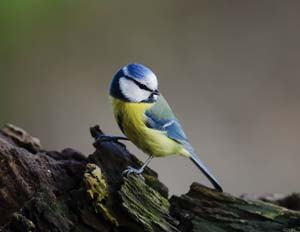 Eurasian Blue Tit (cyanistes caeruleus or parus caeruleus).