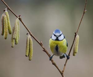 Blue Tit on hazel branch