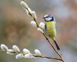 Blue Tit on willow branch in spring
