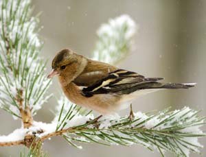 Chaffinch in snow
