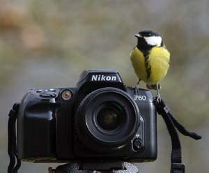 Great tit on camera