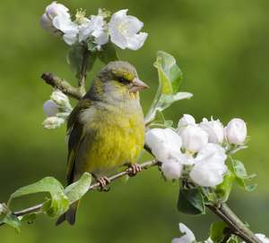 European Greenfinch in flowering apple tree (Carduelis chloris)