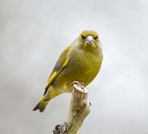 Greenfinch on branch