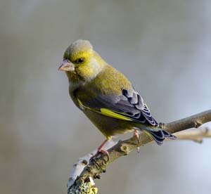 Greenfinch on branch