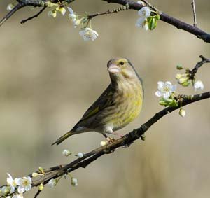 Greenfinch in flowering mirabelle