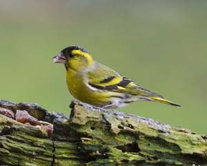 Siskin