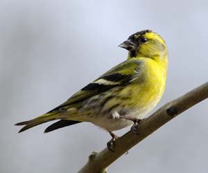 Siskin