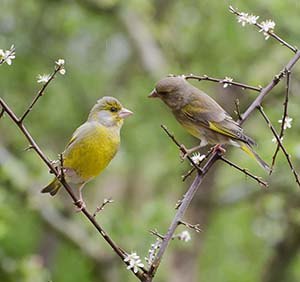 Male and female European Greenfinch courting in the rain. (Carduelis chloris).