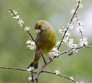 European Greenfinch in flowering blackthorn bush (Carduelis chloris)