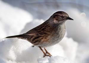 Dunnock in Snow