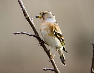 Brambling on branch