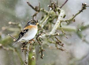 Brambling on branch in snow