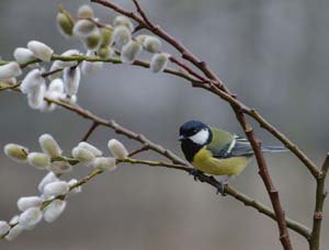 Great Tit in willow tree