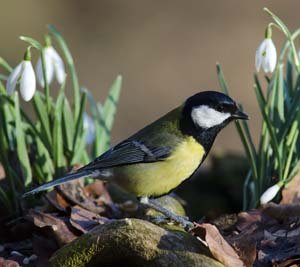 Great Tit with snowdrops