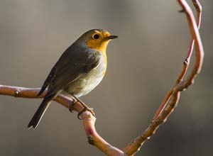 Robin on willow branch