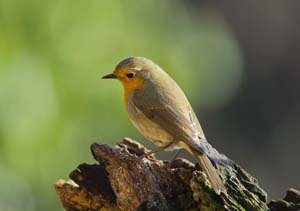 Robin on a tree stump