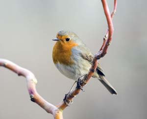 Robin on willow branch