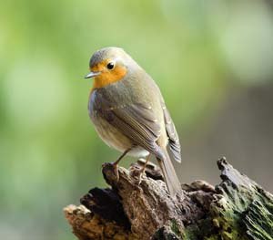 Robin on a tree stump