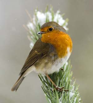 Robin in pine tree
