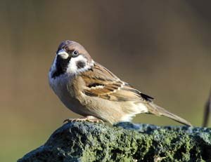 Eurasian Tree Sparrow on stone