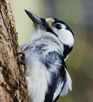 Great Spotted Woodpecker in strong winds