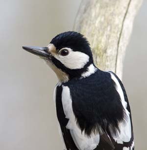 Great Spotted Woodpecker looks back