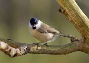 Marsh Tit on branch
