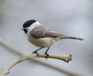 Marsh Tit on branch