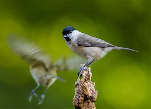 Marsh Tit in autumn