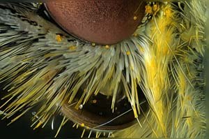 Extreme macro photo of butterfly with pollen. 