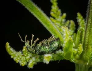 Green weevil day after
