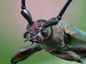 Extreme macro photo of the beetle Musk