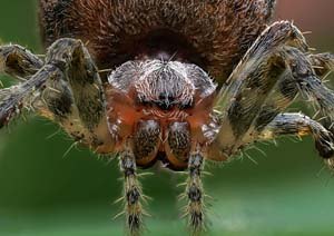 Macro Photo of spider