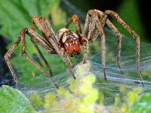 Macro photo of spider