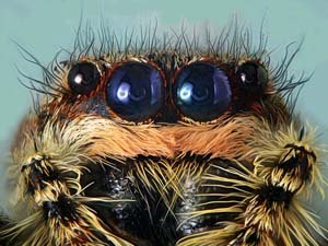 Extreme macro of spider's eyes