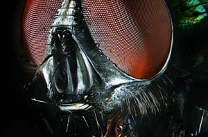 House fly's eyes