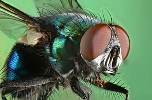 Macro Photo of fly