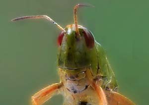 Grasshopper