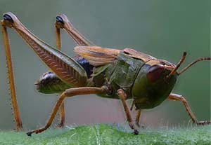 Grasshopper
