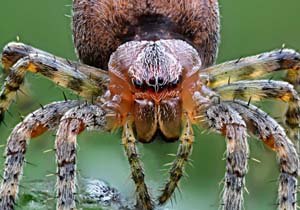 Extreme macro photo of The European garden spider.